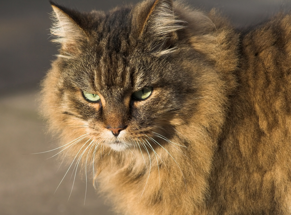 Why Cats are The Best Pets